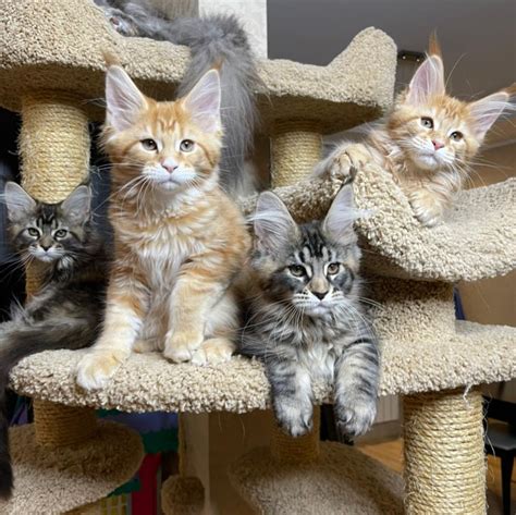 You will receive your CFA registration papers as soon as yo provide proof of neuter/spay. . Maine coon kittens st petersburg fl